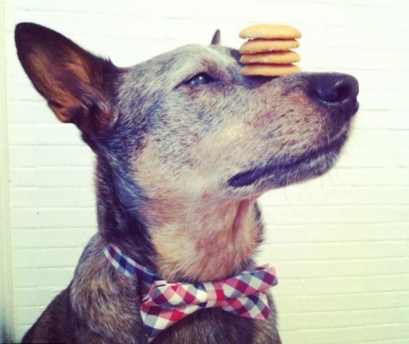 Cachorro com biscoito no focinho